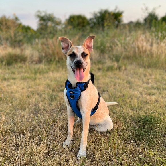 Meet your Posher, Paola - Picture 3 of 10